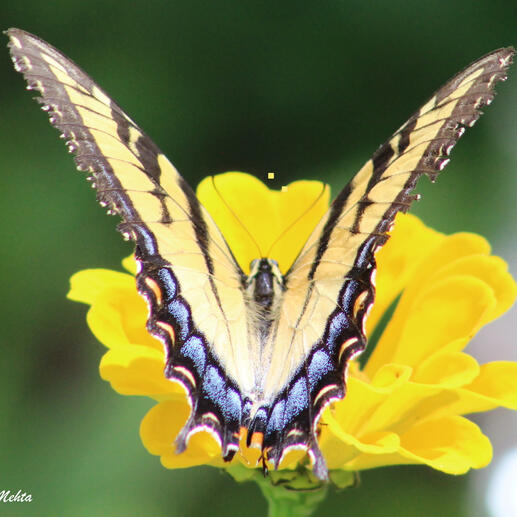 Life is perfect in it's imperfections - Sonal